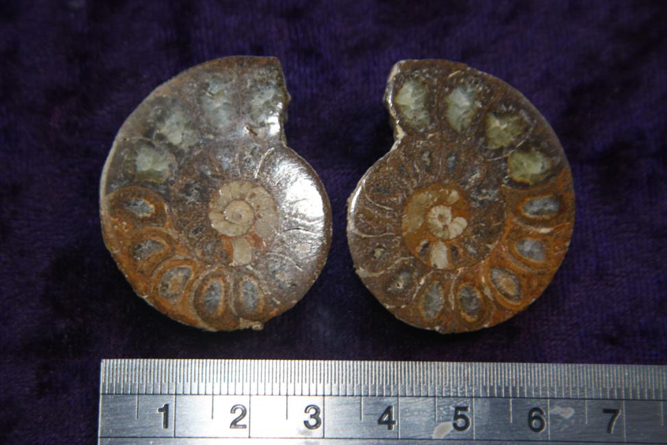 Fossil - Ammonite - Madagascar - Pair - 30mm - Click Image to Close